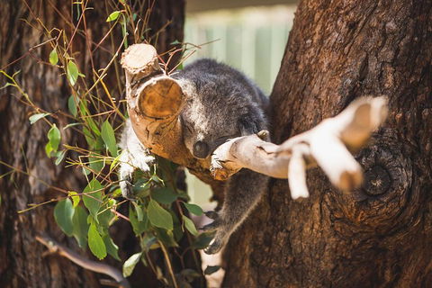 Phillip Island Medium Size Group Tour - Accommodation Cairns 1