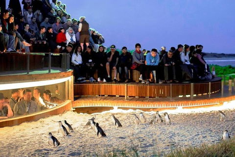 Phillip Island Medium Size Group Tour - Accommodation Cairns 3