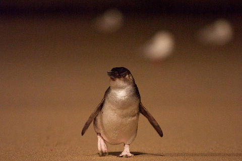 Phillip Island Medium Size Group Tour - Accommodation Cairns 4
