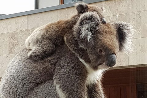 Adelaide Shore Excursion: Adelaide City Tour By Private Limo - Accommodation Cairns 4