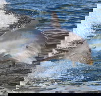 Noosa Oceanrider Scenic Dolphin Safari - Accommodation Cairns