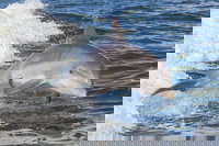 Noosa Oceanrider Scenic Dolphin Safari