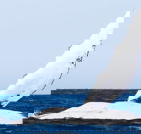 2-Hour Guided Whale Watching Tour at Noosa - Accommodation Cairns