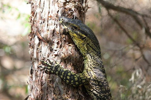 Byron Bay Hinterland Tour Including Rainforest Walk To Minyon Falls - Accommodation Cairns 1