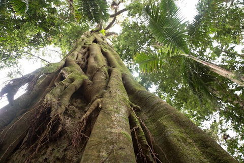 Byron Bay Hinterland Tour Including Rainforest Walk To Minyon Falls - Accommodation Cairns 2