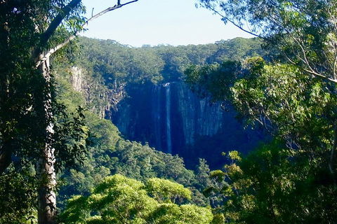 Byron Bay Hinterland Tour Including Rainforest Walk To Minyon Falls - Accommodation Cairns 4
