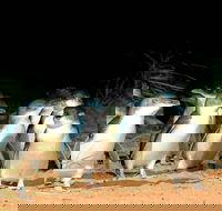 Phillip Island Penguins Private Tour - Accommodation Cairns