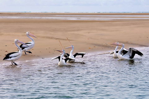 Town Of 1770 Afternoon Cruise - Accommodation Cairns 4