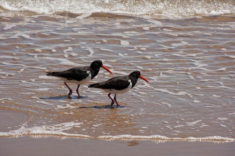 1770 Coastline Tour By LARC Amphibious Vehicle Including Picnic Lunch - Accommodation Cairns 2
