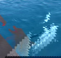 Noosa Thriller - 500hp Ocean Adventure Ride - Accommodation Cairns