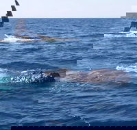 Noosa Whale Watching - Accommodation Cairns