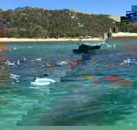All Inclusive Dolphin and Tangalooma Wrecks Cruise - Accommodation Cairns