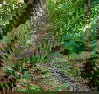 Private Daintree Mossman Gorge Exclusive Nature and Wildlife Focus - Accommodation Cairns