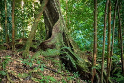 Private Daintree Mossman Gorge Exclusive Nature And Wildlife Focus - Accommodation Cairns 0
