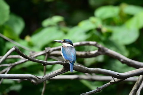 Private Daintree Mossman Gorge Exclusive Nature And Wildlife Focus - Accommodation Cairns 1