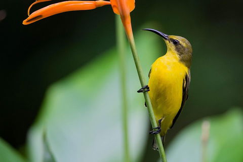 Private Daintree Mossman Gorge Exclusive Nature And Wildlife Focus - Accommodation Cairns 2