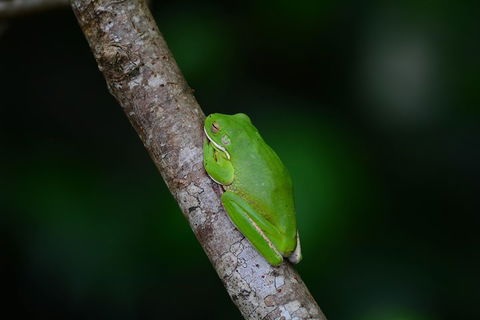 Private Daintree Mossman Gorge Exclusive Nature And Wildlife Focus - Accommodation Cairns 3