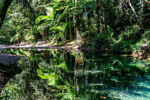 Daintree And Cape Tribulation Full Day Guided Tour - Accommodation Cairns 1
