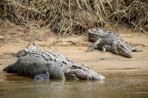 Daintree And Cape Tribulation Full Day Guided Tour - Accommodation Cairns 3