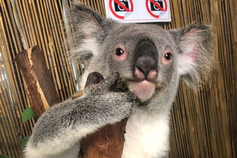 Kuranda Tour Deluxe Course With Kuranda 3 Zoos Or Free Course - Accommodation Cairns 0