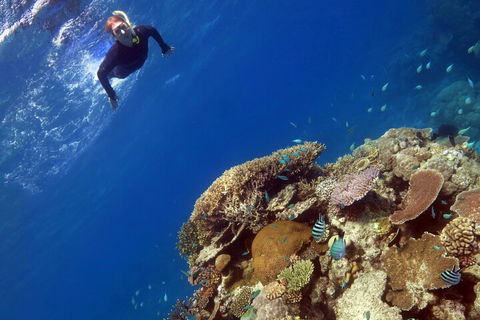 Silverswift Outer Great Barrier Reef Dive And Snorkel Cruise From Cairns - Accommodation Cairns 3