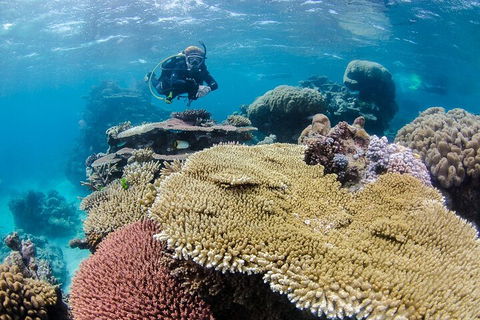 Silverswift Outer Great Barrier Reef Dive And Snorkel Cruise From Cairns - Accommodation Cairns 5
