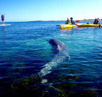 Penguin and Seal Islands Sea Kayaking Experience - Accommodation Cairns