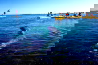 Penguin and Seal Islands Sea Kayaking Experience, Perth