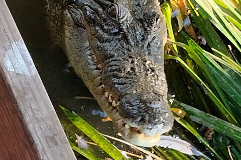 Litchfield Park Adventures And Jumping Crocodile Cruise + Butterfly Farm - Accommodation Cairns 1