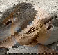 Kangaroo Island Scenic Trail Tour - Accommodation Cairns