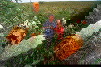 Best of Perth Wildflower Season Day Trip