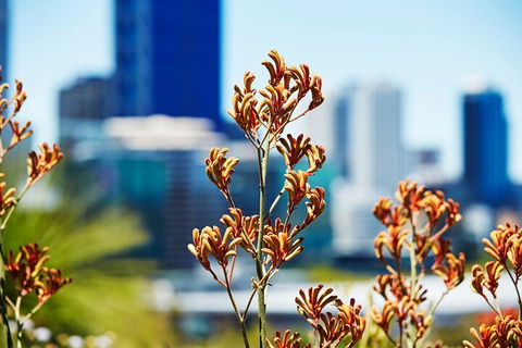 Best Of Perth Wildflower Season Day Trip - Accommodation Cairns 4