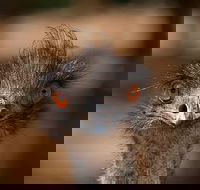 Currumbin Wildlife Sanctuary General Entry Ticket - Accommodation Cairns