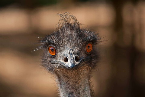 Currumbin Wildlife Sanctuary General Entry Ticket - Accommodation Cairns 0