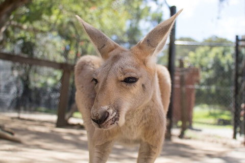 Currumbin Wildlife Sanctuary General Entry Ticket - Accommodation Cairns 2