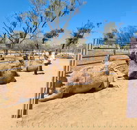 West MacDonnell Ranges Half-Day Small-Group Tour with Camel Ride - Accommodation Cairns