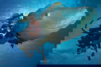 Book Viator Accommodation Vacations Accommodation Cairns Accommodation Cairns