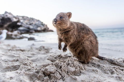 Fremantle To Rottnest Island Roundtrip Ferry Ticket - Accommodation Cairns 1
