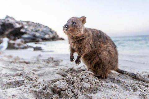 Rottnest Island All-Inclusive Grand Island Tour From Fremantle - Accommodation Cairns 2