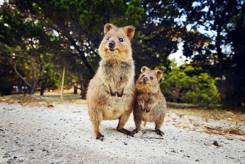 Rottnest Island All-Inclusive Grand Island Tour From Fremantle - Accommodation Cairns 5