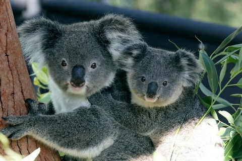 Sydney Harbour Ferry With Taronga Zoo Entry Ticket - Accommodation Cairns 3