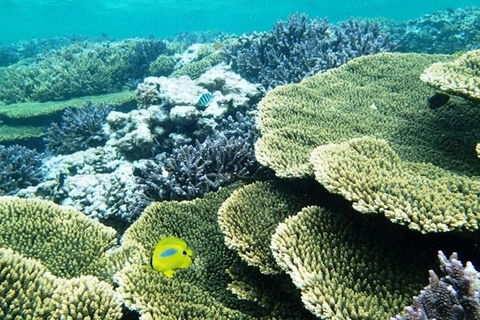 Abrolhos Islands Scenic Flight & Snorkel Adventure From Perth - Accommodation Cairns 4