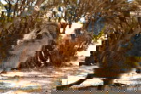 Wave Rock  Rottnest Island - Air  Ground Tour, Perth