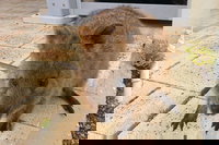 Wave Rock Pinnacles and Rottnest One Day Aeroplane Tour, Perth