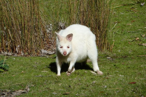 7-Day Super Value Tour Of Tasmania: Explore Tasmania's West And East Coasts - Accommodation Cairns 1