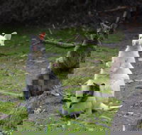 Full-Day Guided Bruny Island Tour from Hobart - Accommodation Cairns