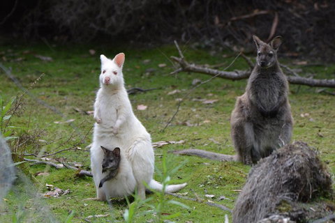 Full-Day Guided Bruny Island Tour From Hobart - Accommodation Cairns 0