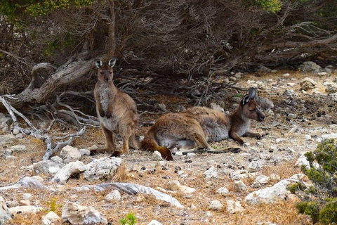 Kangaroo Island Luxury Small Group 'East End Explorer' Full Day Tour - Accommodation Cairns 4