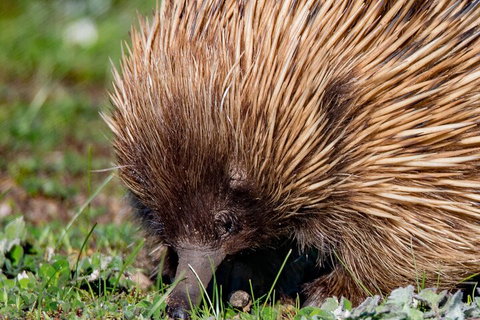 Kangaroo Island Luxury Small Group 'East End Explorer' Full Day Tour - Accommodation Cairns 5