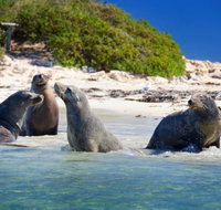 Dolphin Penguin and Sea Lion Cruise - Accommodation Cairns